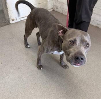 BASIL -  Pit Bull Terrier Dog for Adoption in San Bernardino, California - BASIL | PetCurious