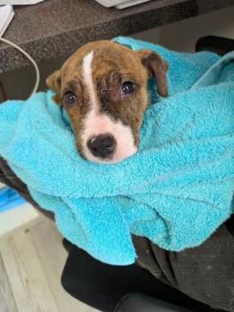 Delaney -  Pit Bull Terrier and Mixed Breed Dog for Adoption in South Bend, Indiana - Delaney | PetCurious