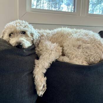 Bruin -  Terrier and Mixed Breed Dog for Adoption in Dover, New Hampshire - Bruin | PetCurious