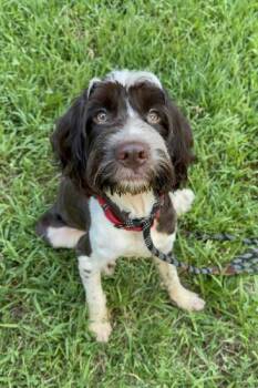 Rescue English Springer Spaniel and Labrador Retriever Dogs for Adoption in Atlanta, Georgia - Henry | PetCurious