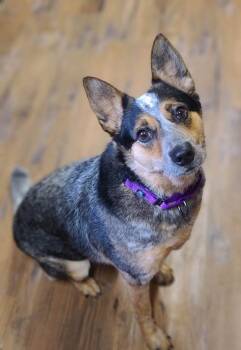 Rescue Australian Cattle Dog Blue Heeler Dogs for Adoption in Troy, Illinois - Nancy | PetCurious