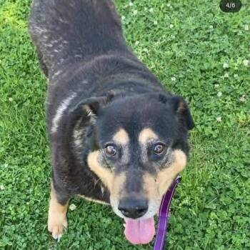 Rottweiler and Shepherd Dogs Available for Adoption in Turlock, California - Ramona | PetCurious