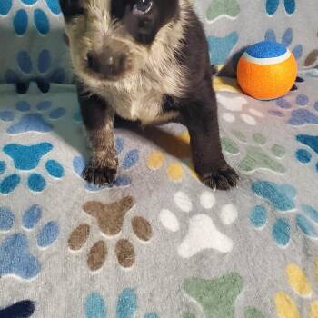 Blue Lacy and Australian Shepherd Dogs Available for Adoption - Trixie  | PetCurious