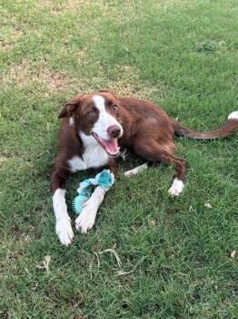 HARLOW -  Bearded Collie and Mixed Breed Dog for Adoption in Forney, Texas - HARLOW | PetCurious
