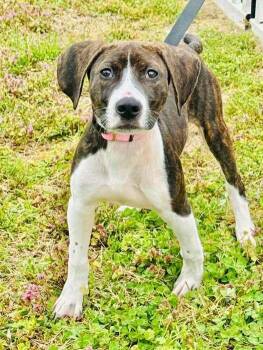 Mixed Breed Dogs Available for Adoption in Milton, Delaware - Gracie Allen | PetCurious