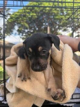 Honeydew -  Mixed Breed Dog for Adoption in Newberg, Oregon - Honeydew | PetCurious