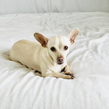 Adorable Arroz -  Chiweenie and Chihuahua Dog for Adoption in Burlington, North Carolina - Adorable Arroz | PetCurious