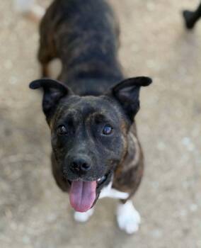 Boston Terrier Dogs Available for Adoption in Manchester, New Hampshire - Xena In NH. Come Meet Our Adoptable Dogs Wednesday-Saturday. Mor | PetCurious