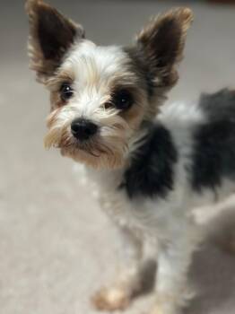 Yorkshire Terrier Dogs Available for Adoption in Zionsville, Indiana - Poley | PetCurious