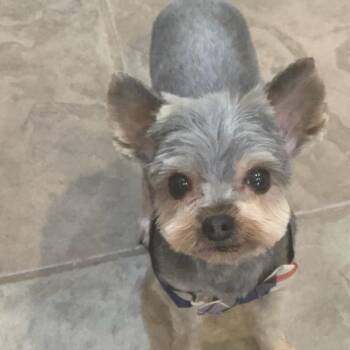 Yorkshire Terrier Dogs Available for Adoption in Houston, Texas - Lil Toot (Dallas) | PetCurious
