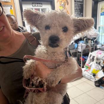 Ewok -  Poodle Dog for Adoption in Savannah, Georgia - Ewok | PetCurious