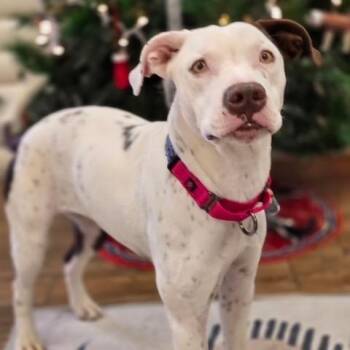 Pit Bull Terrier Dogs Available for Adoption in Homewood, Illinois - Annabelle | PetCurious