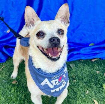 Rescue Chihuahua Dogs for Adoption in Rowland Heights, California - COSMO | PetCurious