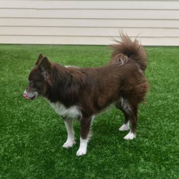 Atlas -  Australian Shepherd and Border Collie Dog for Adoption in Ottawa, Kansas - Atlas | PetCurious