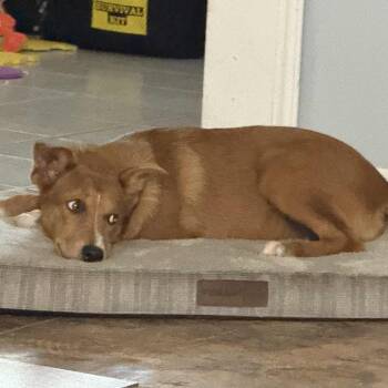 Rescue Shepherd Dogs for Adoption in Blacksburg, Virginia - Justice | PetCurious