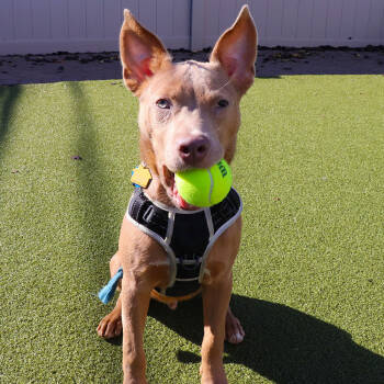 Rescue Mixed Breed Dogs for Adoption in Port Washington, New York - Hitch | PetCurious