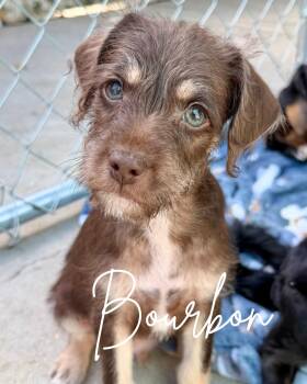 Bourbon -  Miniature Schnauzer and Chihuahua Dog for Adoption in Herald, California - Bourbon | PetCurious