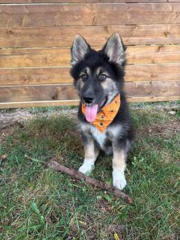 Perseus -  Husky and German Shepherd Dog Dog for Adoption in Cambridge, Ontario - Perseus | PetCurious