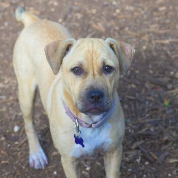 Rescue Terrier and Shar Pei Dogs for Adoption in Boerne, Texas - Julie | PetCurious