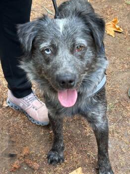 Rescue Cattle Dog and Mixed Breed Dogs for Adoption in Gig Harbor, Washington - Dexter | PetCurious