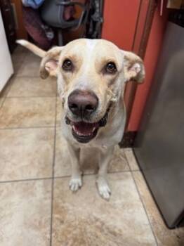 Rescue Mixed Breed Dogs for Adoption in Cincinnati, Ohio - Harvest | PetCurious