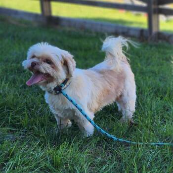 Sunflower -  Shih Tzu Dog for Adoption in Toms Brook, Virginia - Sunflower | PetCurious