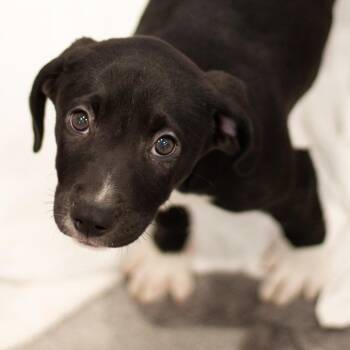 Nadia 22436 -  Basset Hound and Labrador Retriever Dog for Adoption in Cumming, Georgia - Nadia 22436 | PetCurious