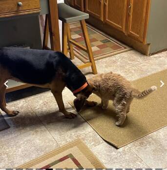 Pippa -  Black And Tan Coonhound Dog for Adoption in Warren, Rhode Island - Pippa | PetCurious