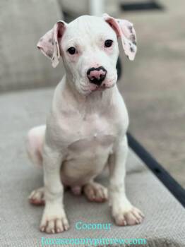 Coconut -  American Staffordshire Terrier and Pit Bull Terrier Dog for Adoption in Toledo, Ohio - Coconut | PetCurious