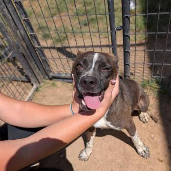 Hagrid -  German Shorthaired Pointer Dog for Adoption in Anderson, Texas - Hagrid | PetCurious
