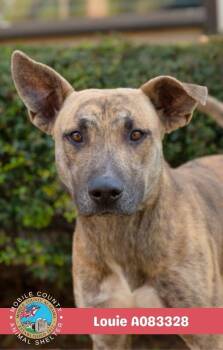 Louie -  Black Mouth Cur Dog for Adoption in Mobile, Alabama - Louie | PetCurious