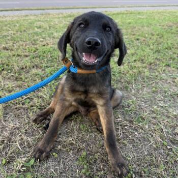Duke -  Belgian Shepherd Malinois and German Shepherd Dog Dog for Adoption in Harlingen, Texas - Duke | PetCurious