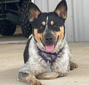 Rescue Cattle Dog Dogs for Adoption in Brookshire, Texas - Moriah | PetCurious