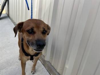 SCRAPPY -  Black Mouth Cur and Chihuahua Dog for Adoption in Killeen, Texas - SCRAPPY | PetCurious