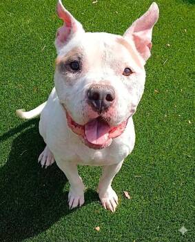 Mixed Breed Dogs Available for Adoption in Jacksonville, Florida - HONEYCOMB LATTE | PetCurious