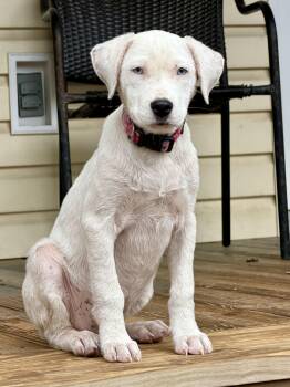 Angel-blue eyes -  Labrador Retriever and Australian Shepherd Dog for Adoption in Brierfield, Alabama - Angel-blue Eyes | PetCurious