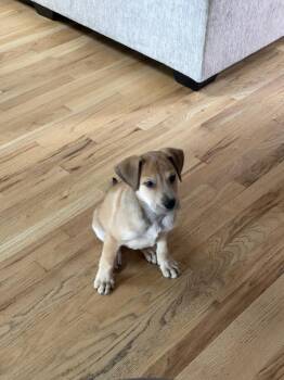 OWEN -  Retriever Dog for Adoption in Broomfield, Colorado - OWEN | PetCurious