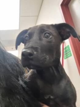 Cassidy -  Mixed Breed Dog for Adoption in Memphis, Tennessee - Cassidy | PetCurious