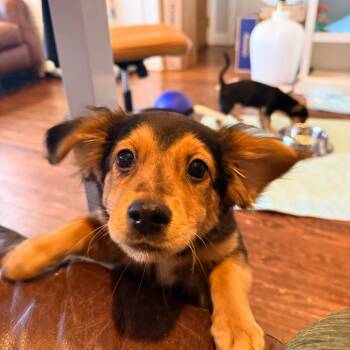 Beagle Dogs Available for Adoption in Chicago, Illinois - Alex Warren | PetCurious