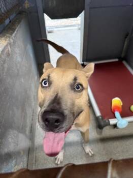 Mako -  Mixed Breed Dog for Adoption in Largo, Florida - Mako | PetCurious