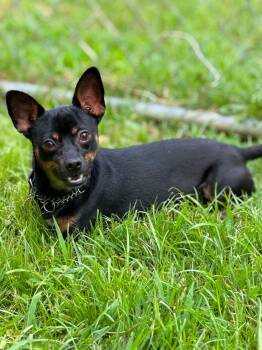 Vino -  Chihuahua Dog for Adoption in Lakewood Ranch, Florida - Vino | PetCurious