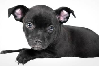 RALPH -  Chihuahua and Pit Bull Terrier Dog for Adoption in Loveland, Colorado - RALPH | PetCurious