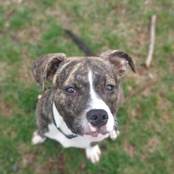 Mixed Breed Dogs Available for Adoption - Lacey  | PetCurious