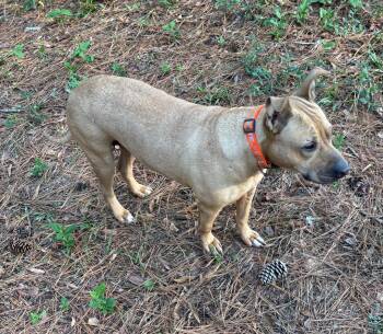 Rescue Bull Terrier and Golden Retriever Dogs for Adoption in Jeffersonville, Georgia - Gracie | PetCurious
