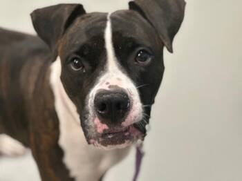 Queen -  Mixed Breed Dog for Adoption - Queen | PetCurious
