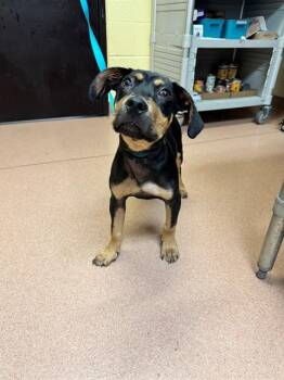 MOE -  Black And Tan Coonhound and Mixed Breed Dog for Adoption in Cookeville, Tennessee - MOE | PetCurious