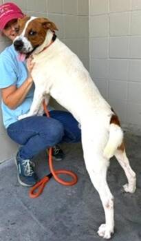 Rockwell -  Mixed Breed Dog for Adoption in Morristown, New Jersey - Rockwell | PetCurious