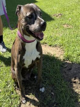 Rescue Pit Bull Terrier Dogs for Adoption in Ontario, California - MUSTANG | PetCurious