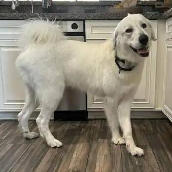Great Pyrenees Dogs Available for Adoption - Calla Lily | PetCurious