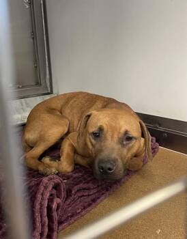 Pit Bull Terrier Dogs Available for Adoption in San Jose, California - CHIVE | PetCurious